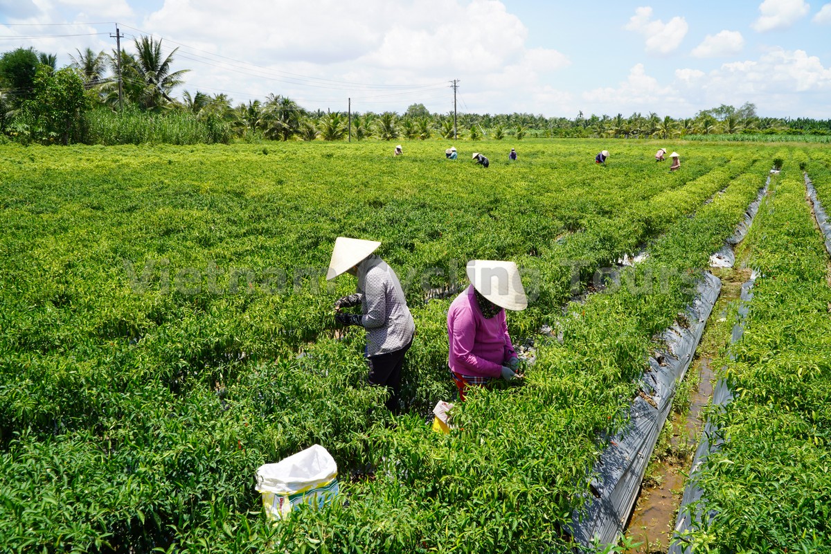 bac Lieu's countryside